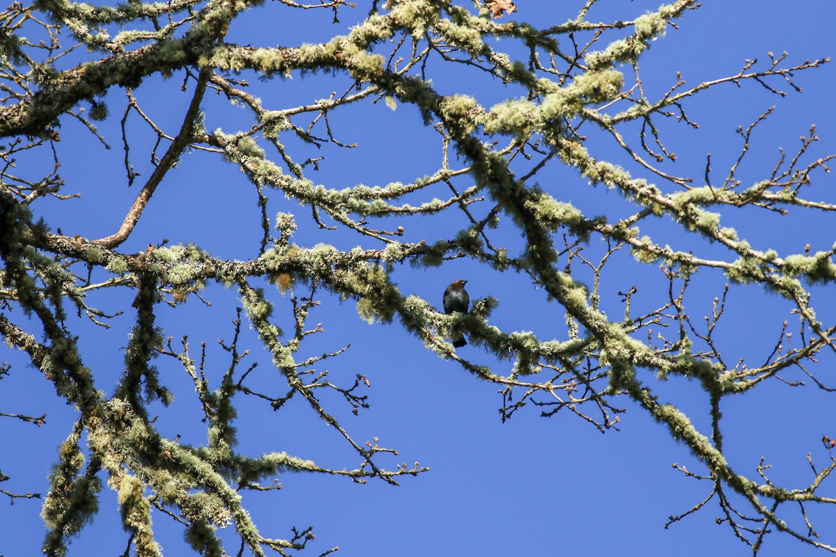 Brown-headed Cowbird - ML91546751
