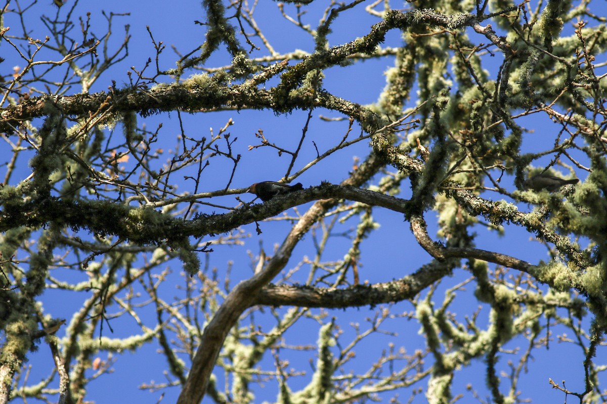 Brown-headed Cowbird - ML91546771