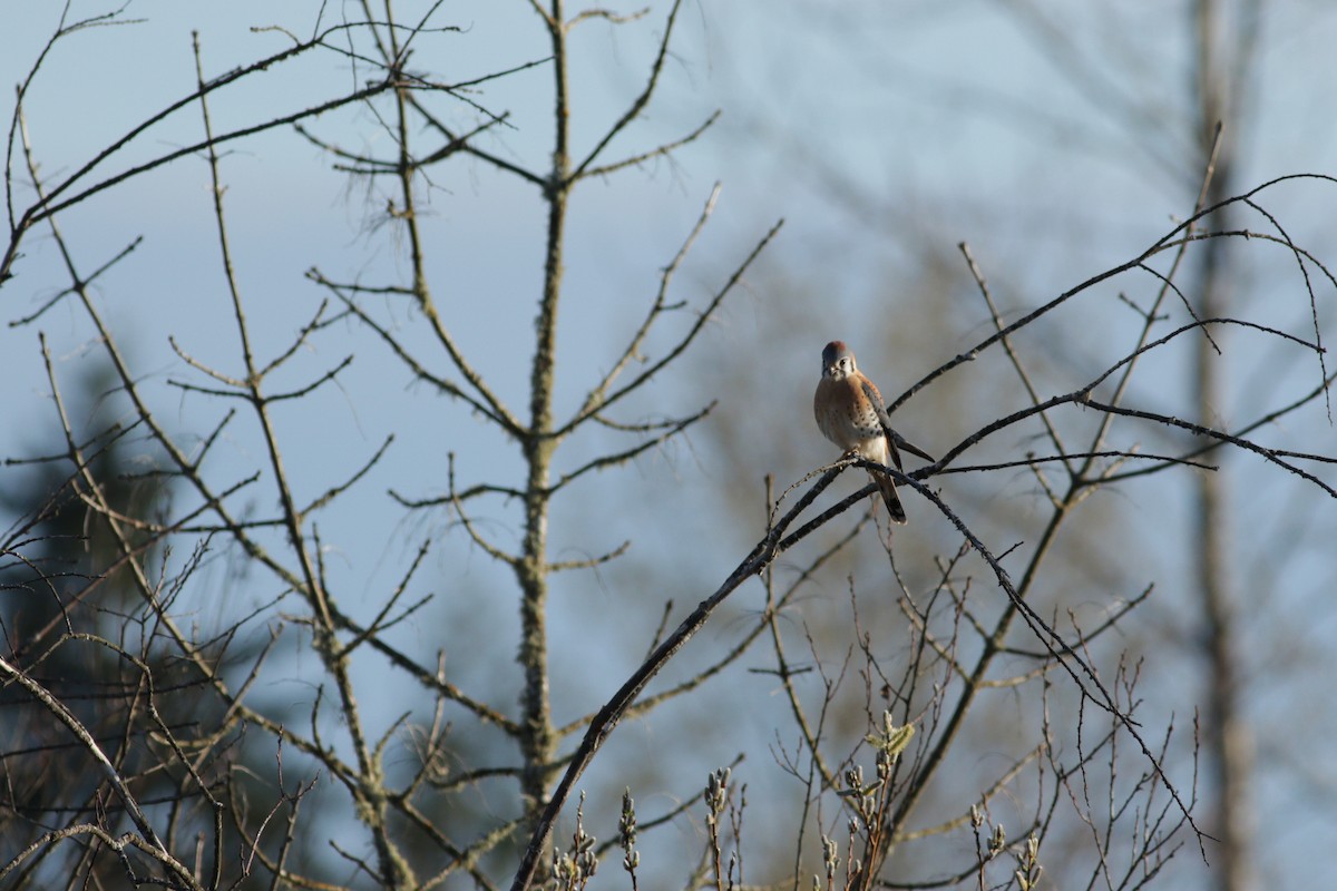 American Kestrel - ML91546871