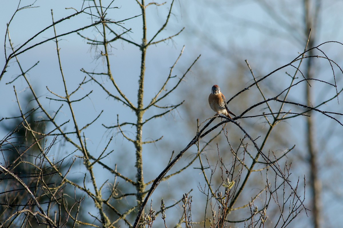 American Kestrel - ML91546881