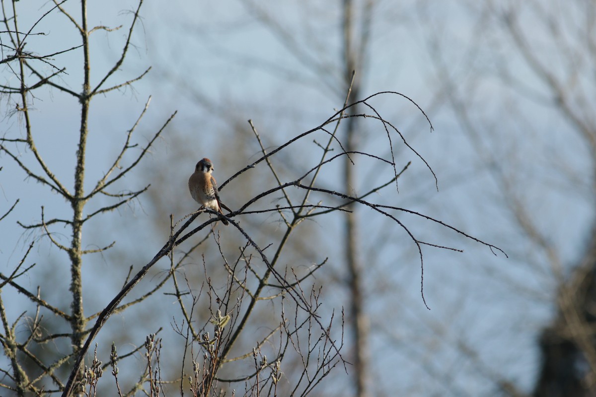 American Kestrel - ML91546891