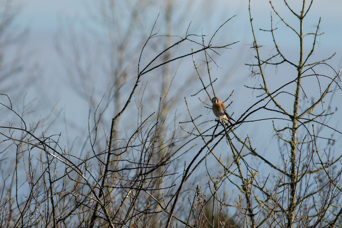 American Kestrel - ML91546901