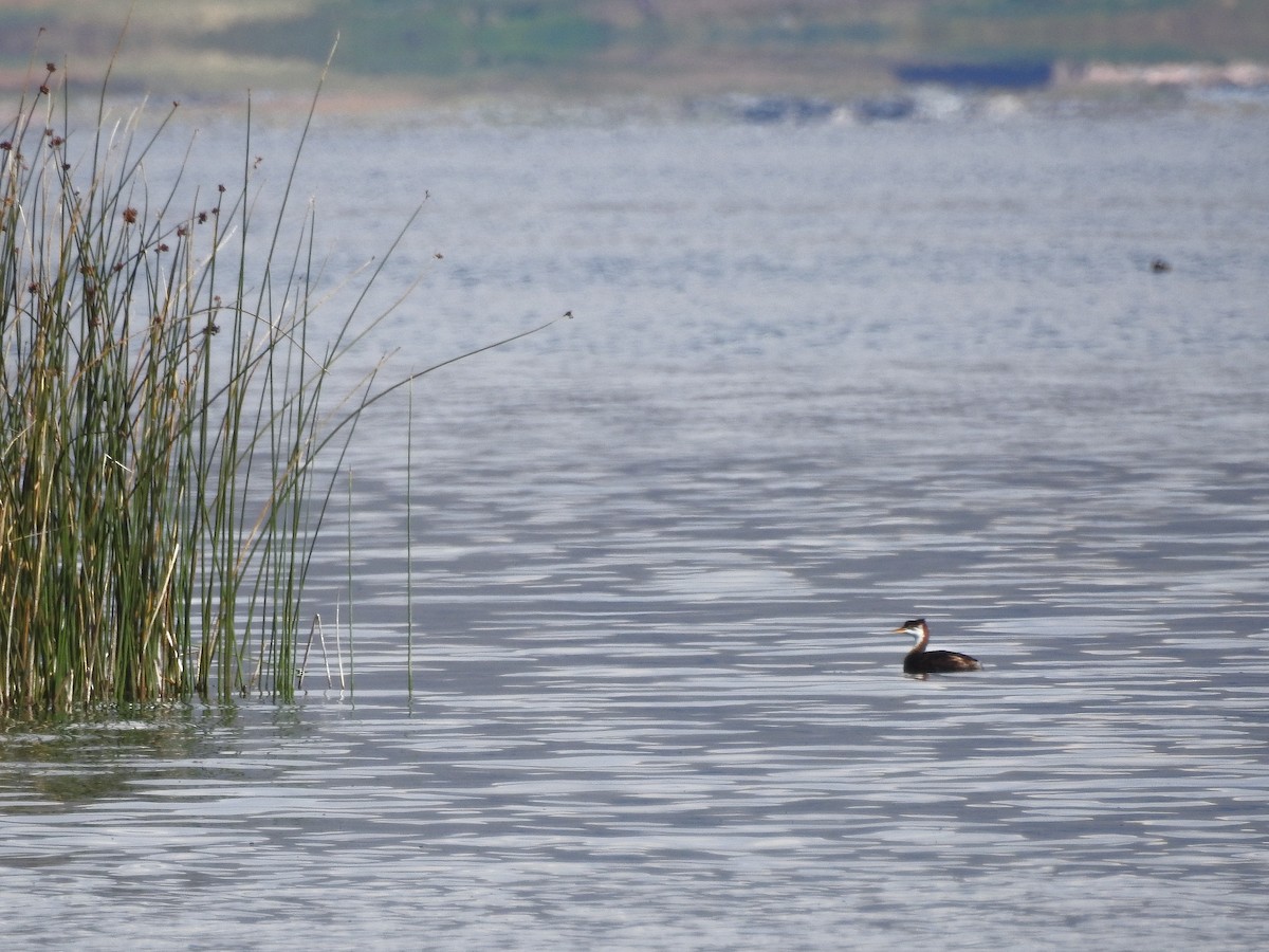 Titicaca Grebe - ML91547161