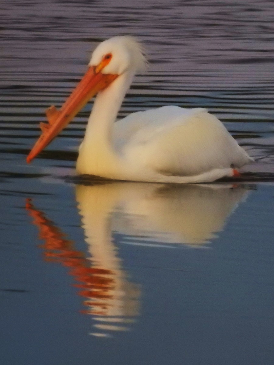 American White Pelican - ML91547441