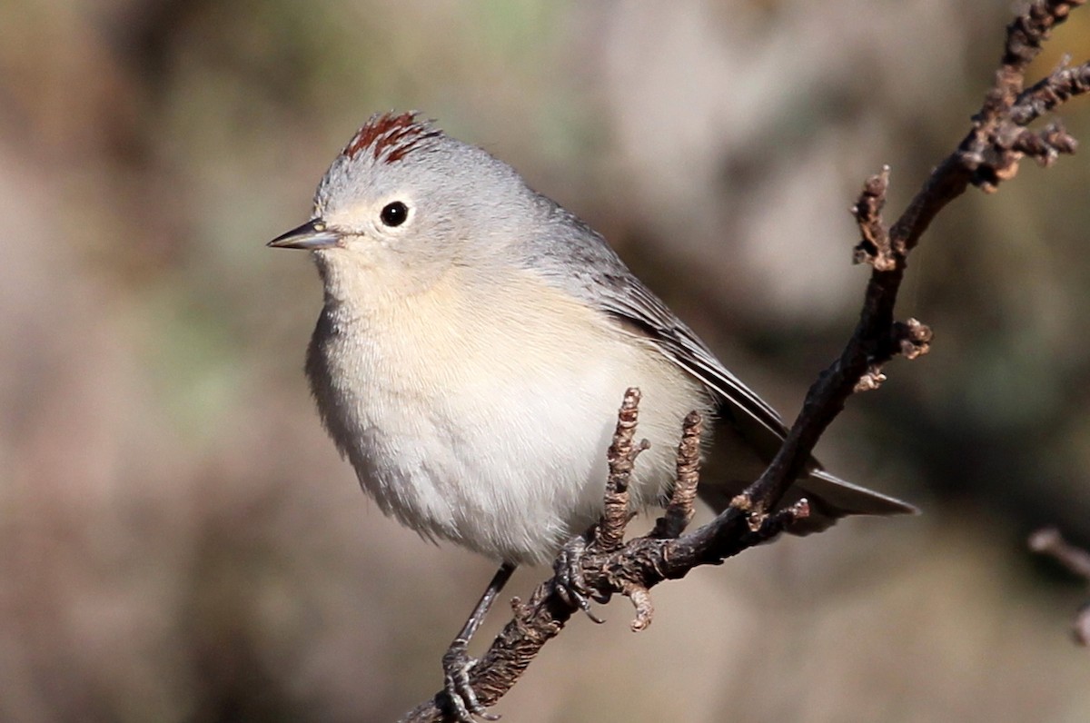 mesquiteparula - ML91548991