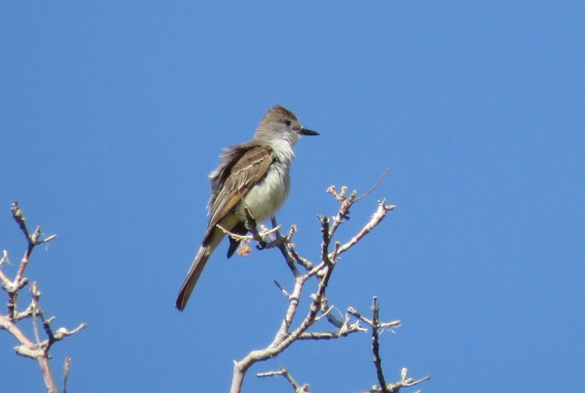 Ash-throated Flycatcher - ML91549371