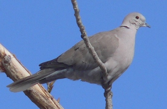 Eurasian Collared-Dove - ML91549591