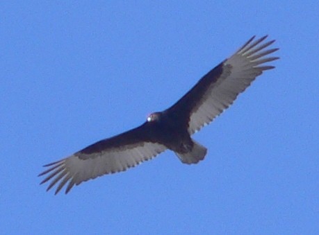 Turkey Vulture - ML91549621