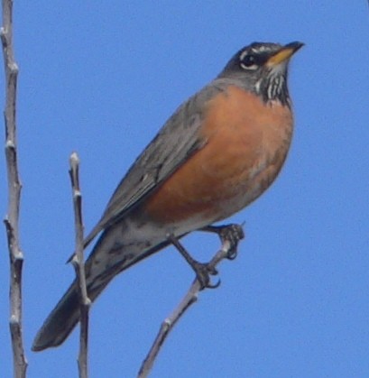 American Robin - ML91549681