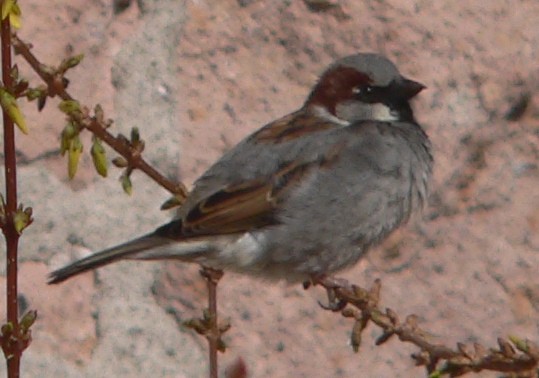 Gorrión Común - ML91549711