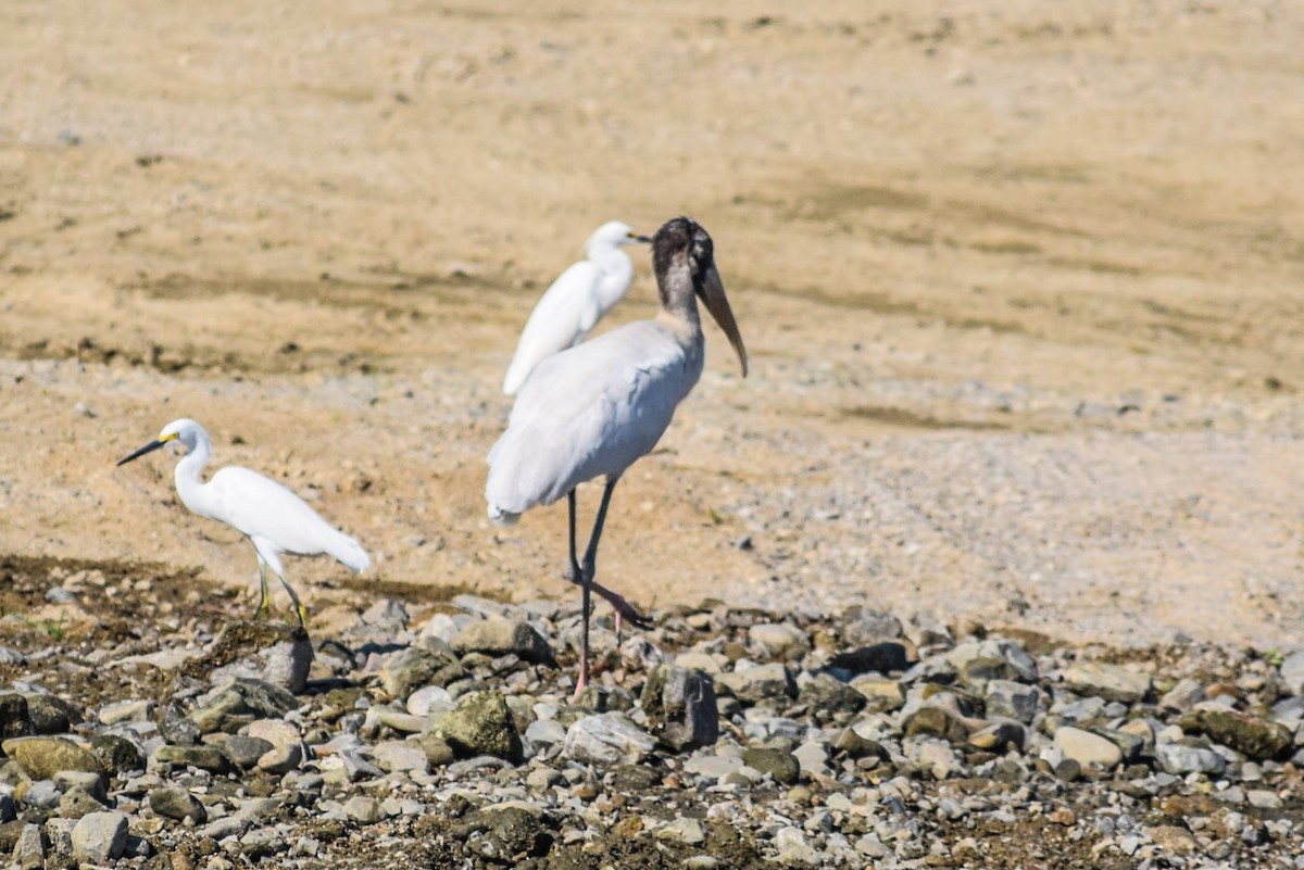 Wood Stork - ML91549921