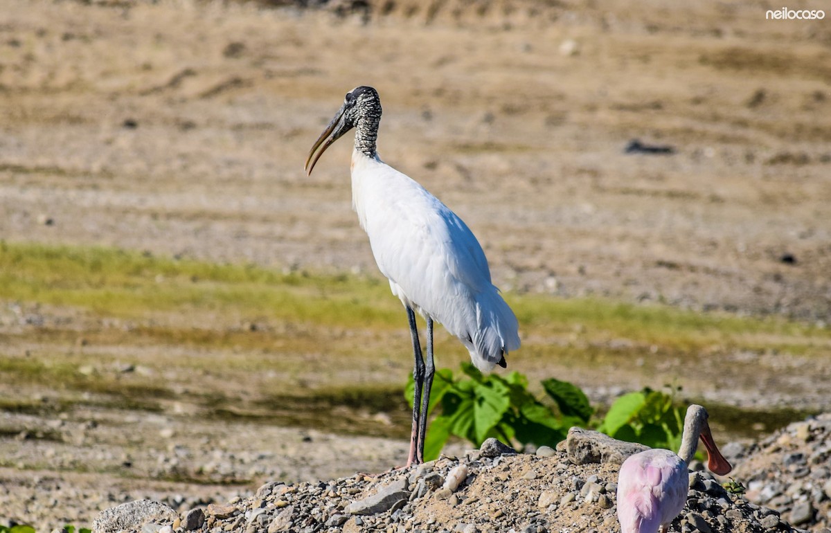 Wood Stork - ML91549931