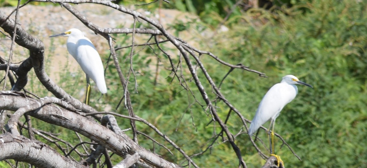 Snowy Egret - ML91550971