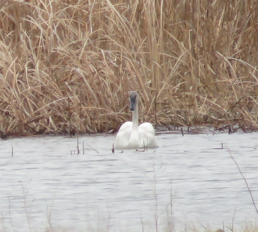 Trumpeter Swan - ML91551401