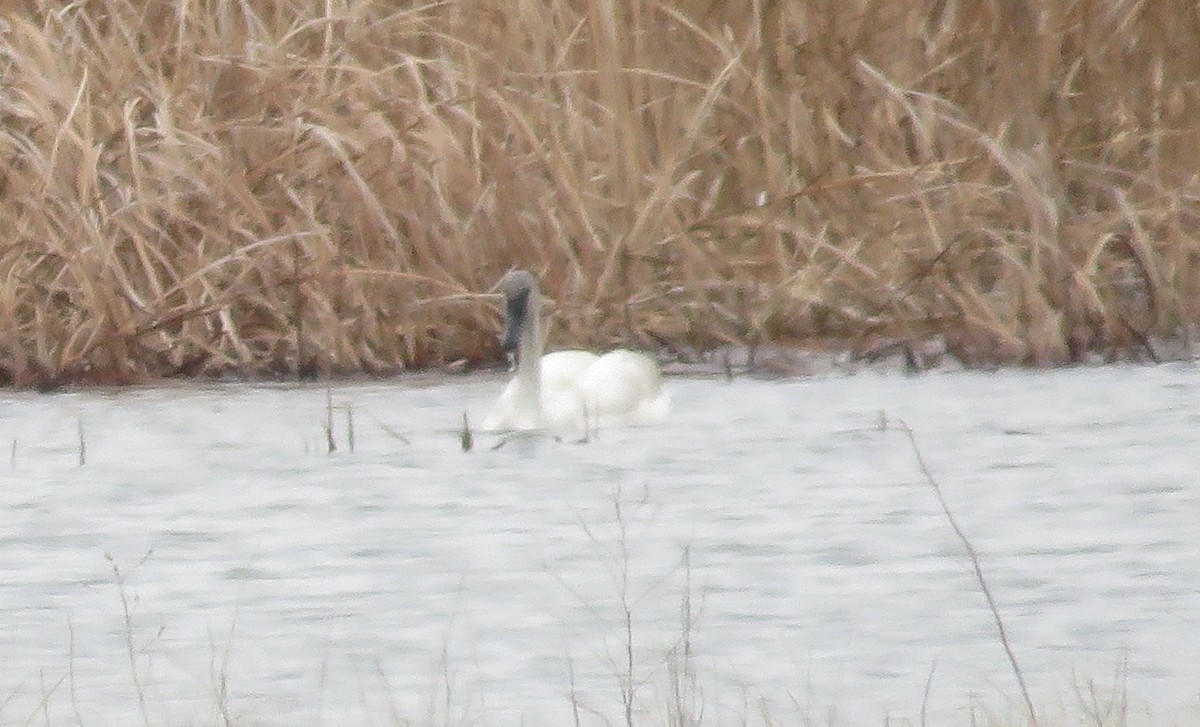 Trumpeter Swan - ML91551441