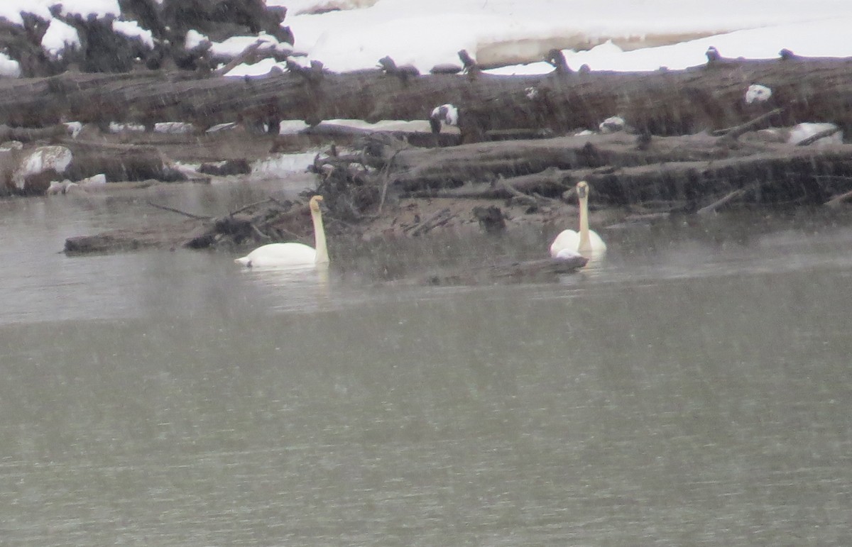 Trumpeter Swan - Diane Weismiller