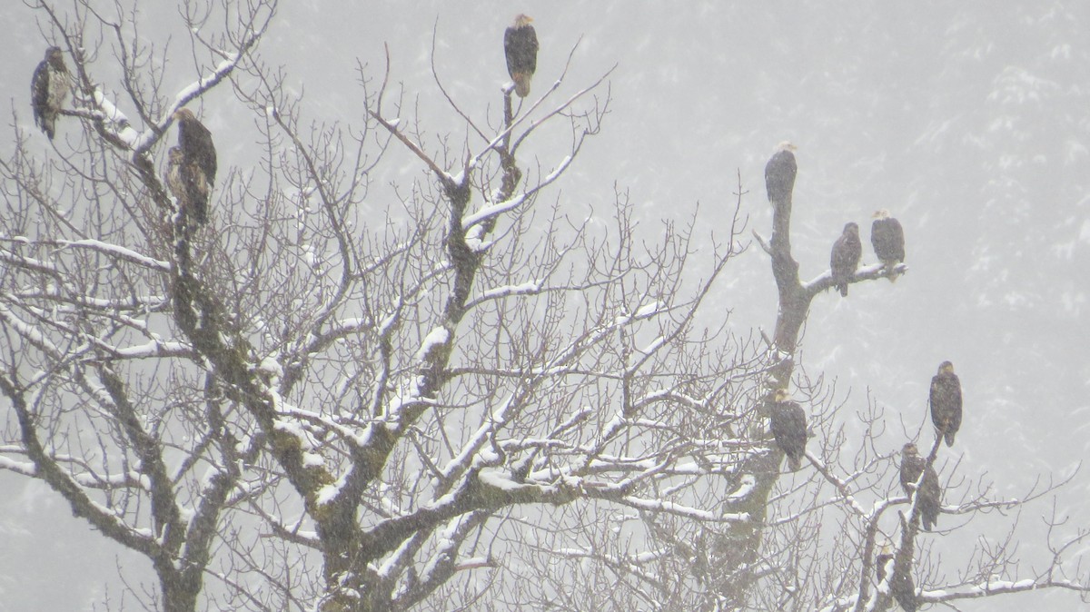 Bald Eagle - Diane Weismiller