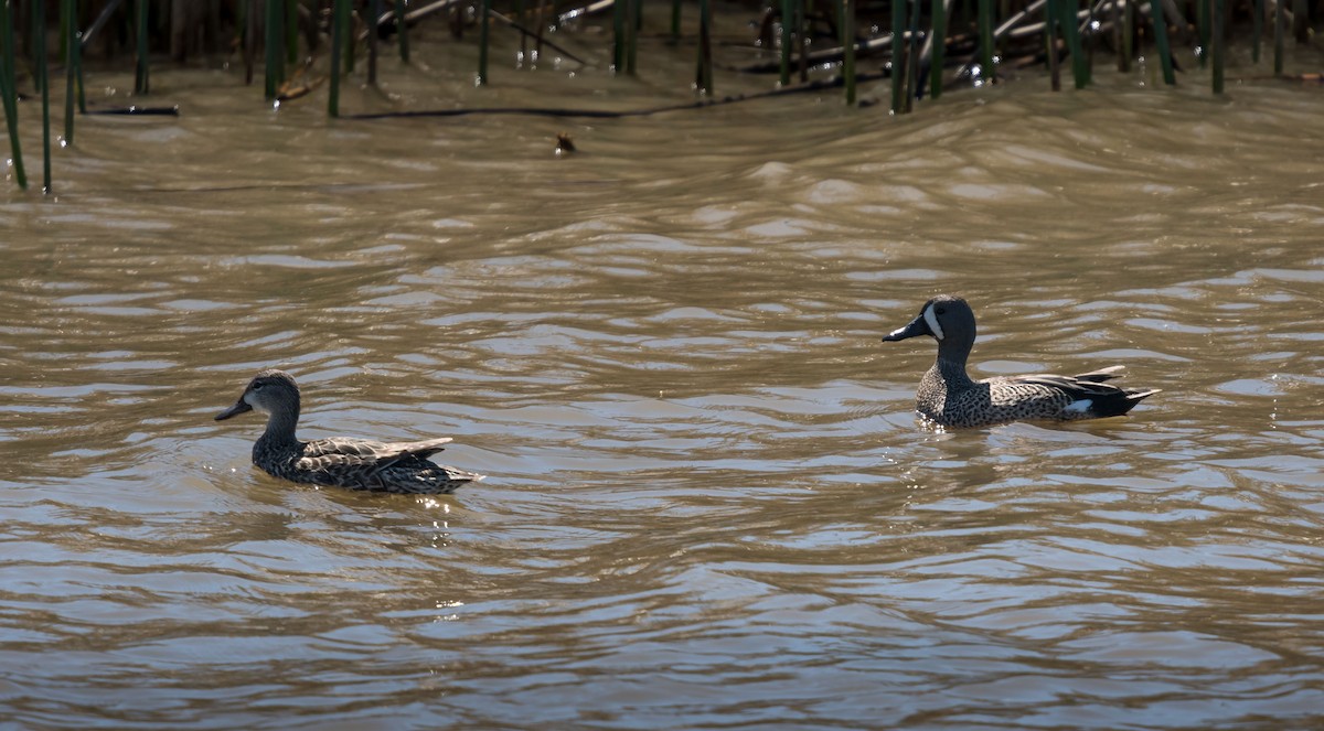 Blue-winged Teal - ML91552781