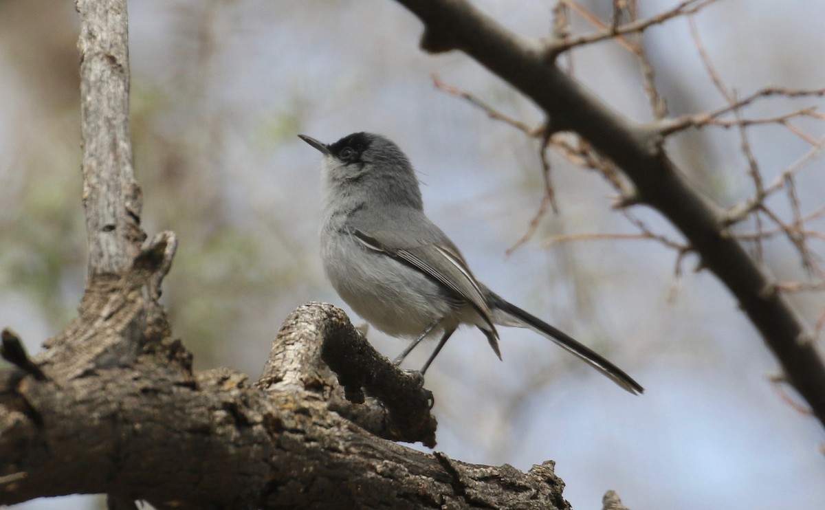 Black-capped Gnatcatcher - ML91552821