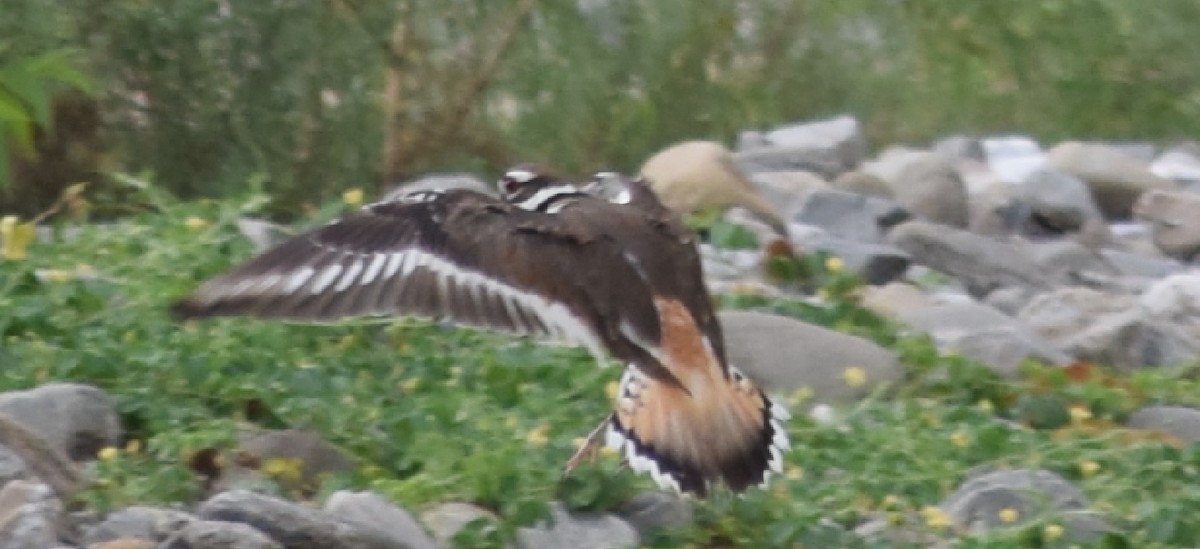 Killdeer - ML91553001