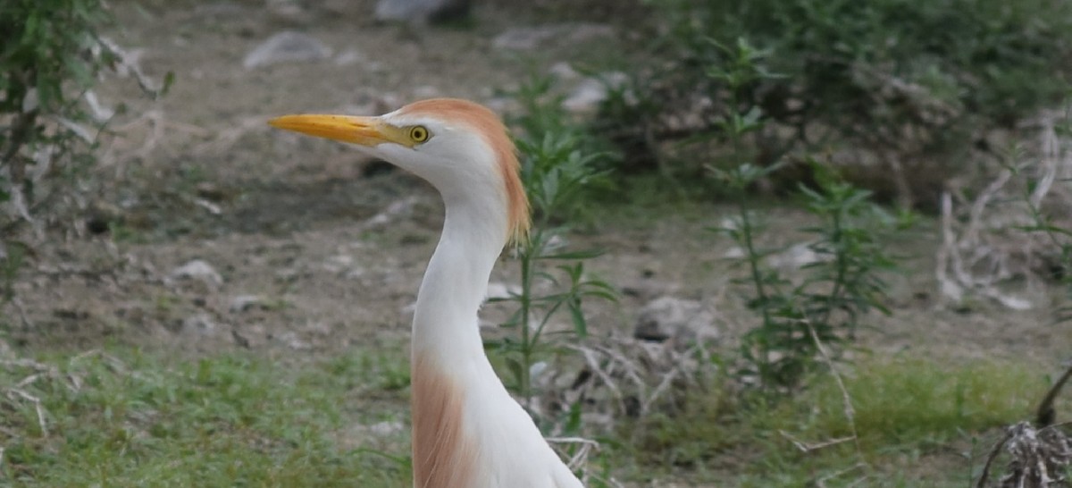 Western Cattle Egret - ML91553281