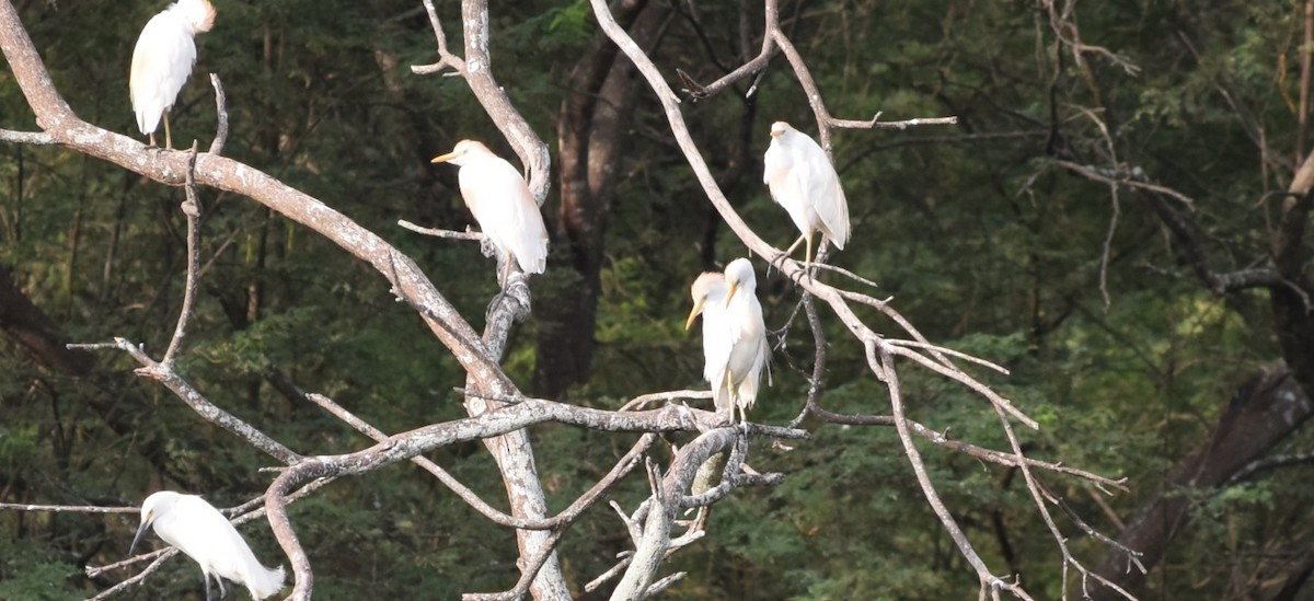 Western Cattle Egret - ML91553291