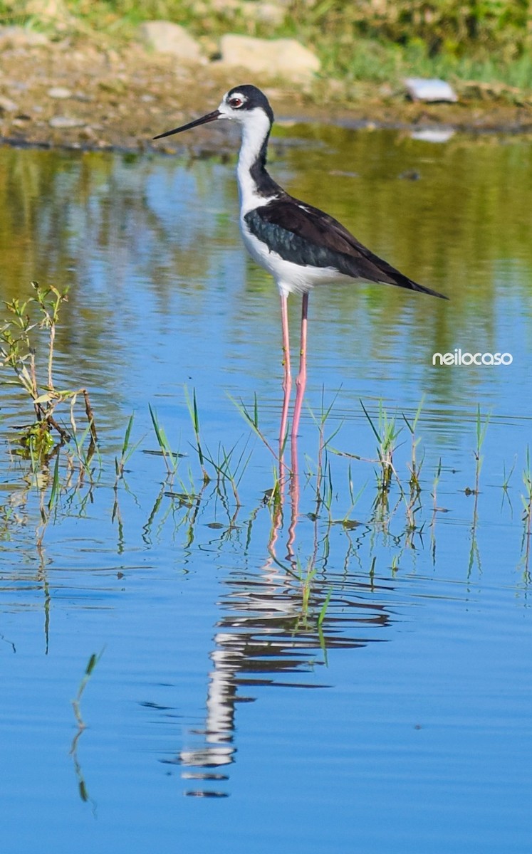 Cigüeñuela Cuellinegra - ML91553441