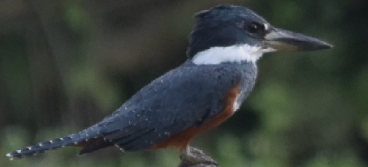 Ringed Kingfisher - ML91553671