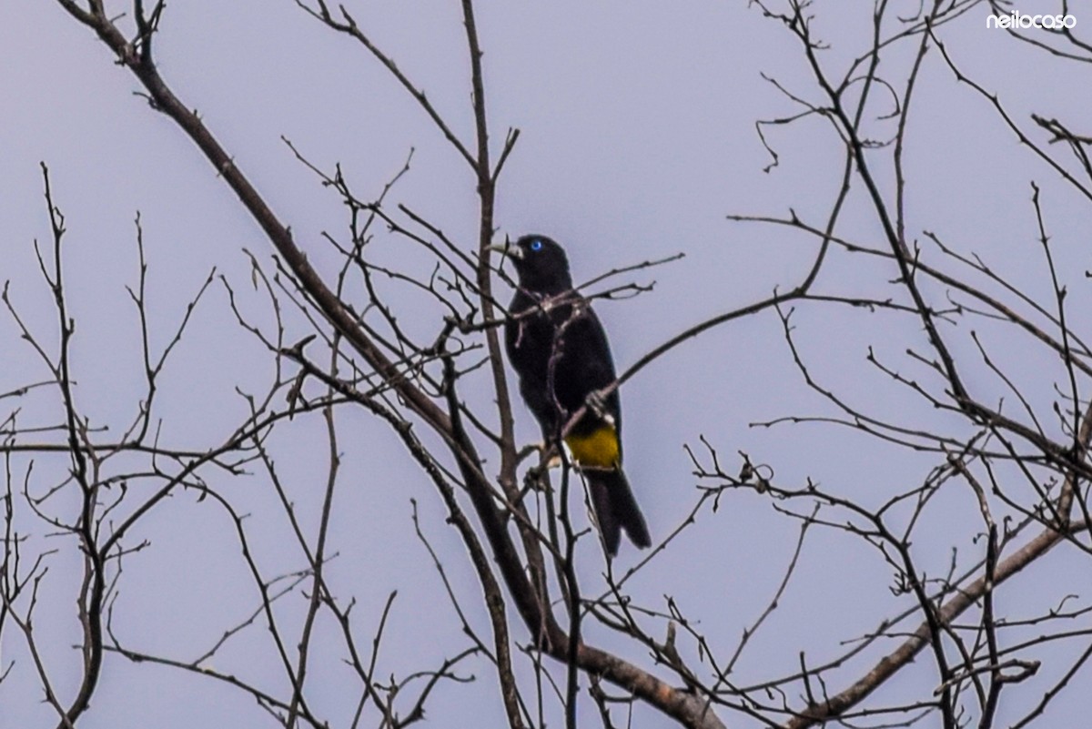 Yellow-rumped Cacique - ML91553791