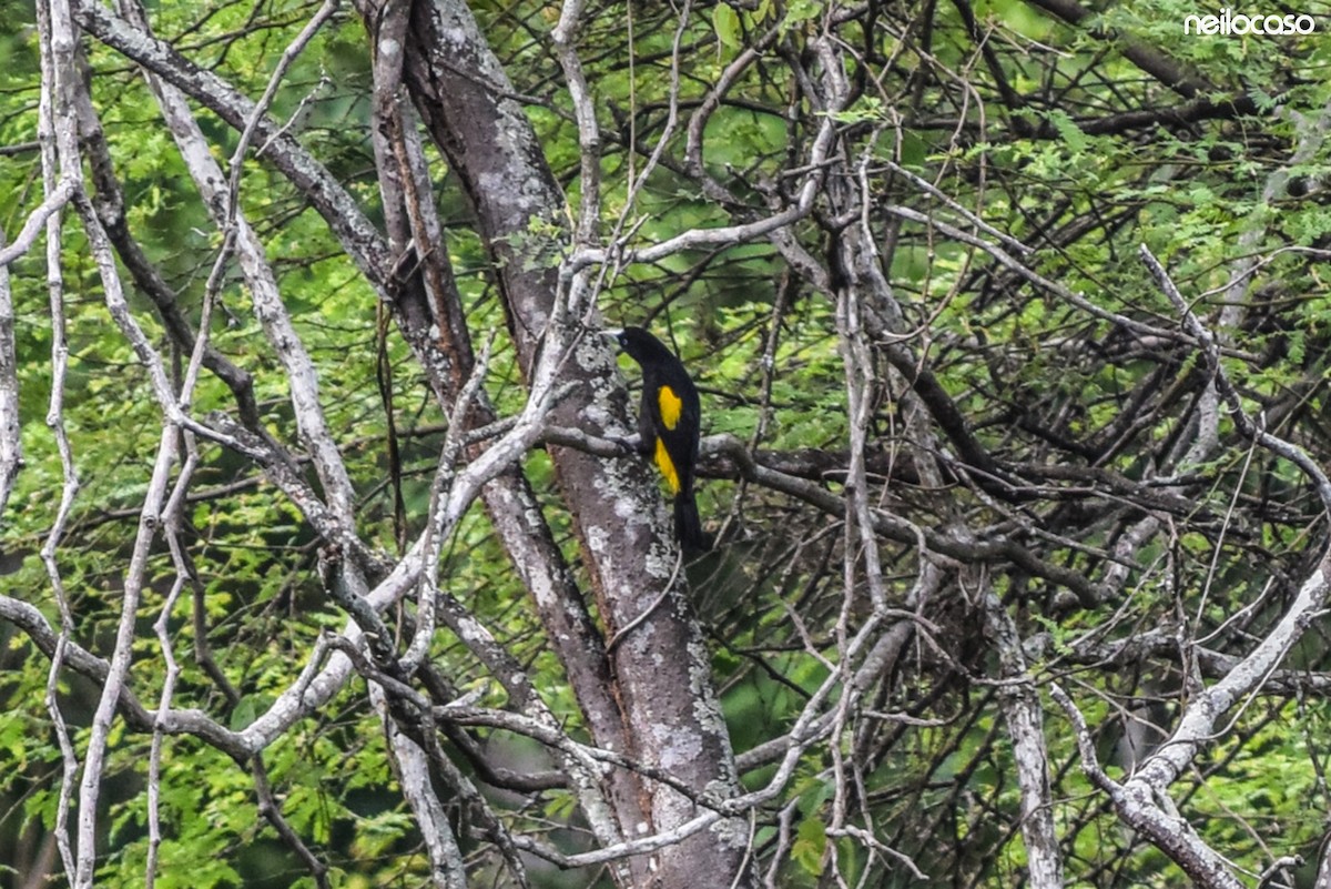 Yellow-rumped Cacique - ML91553821