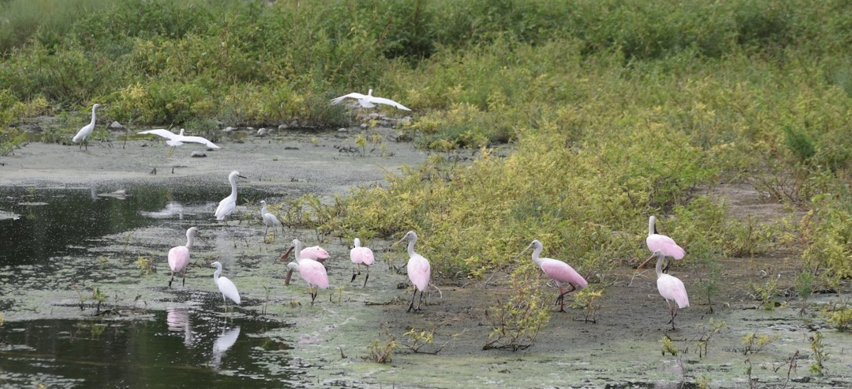 Roseate Spoonbill - ML91553861