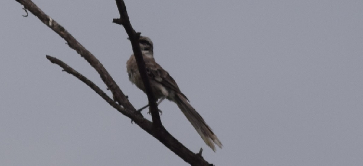 Long-tailed Mockingbird - ML91554201