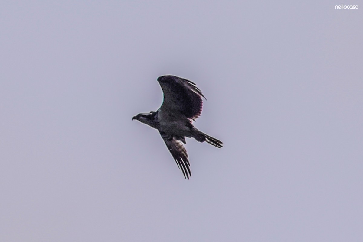 Águila Pescadora - ML91554291