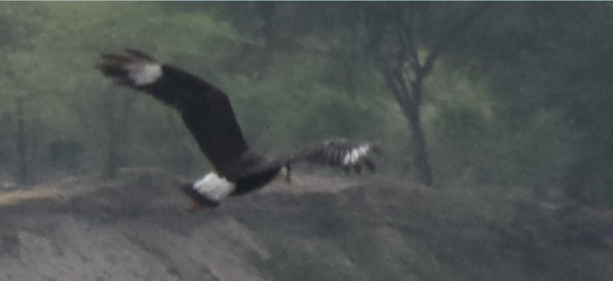 Caracara Carancho (norteño) - ML91554381