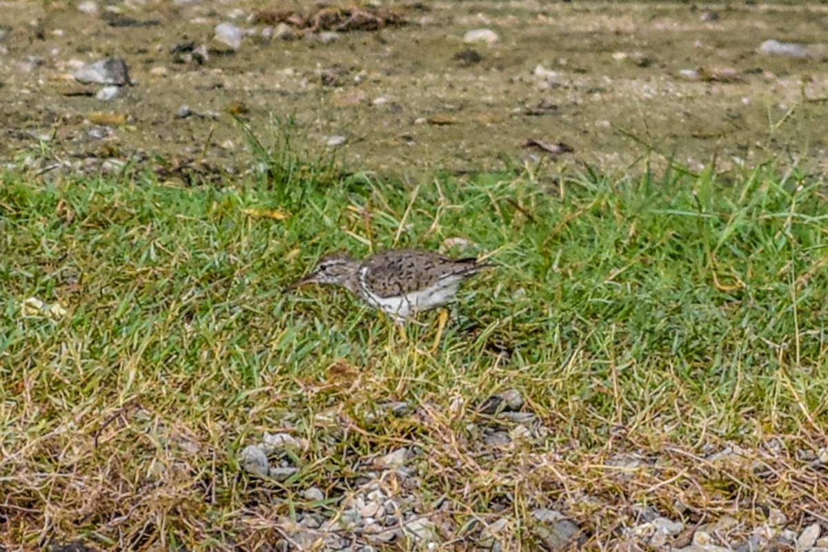 Spotted Sandpiper - ML91554491