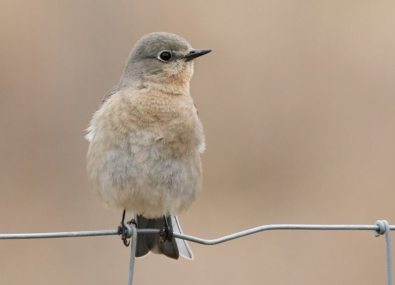 Mountain Bluebird - ML91555611