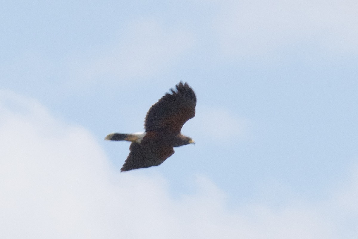 Harris's Hawk - ML91555991