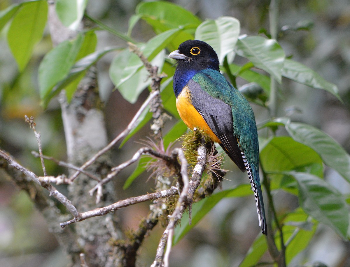 Gartered Trogon - ML91556501