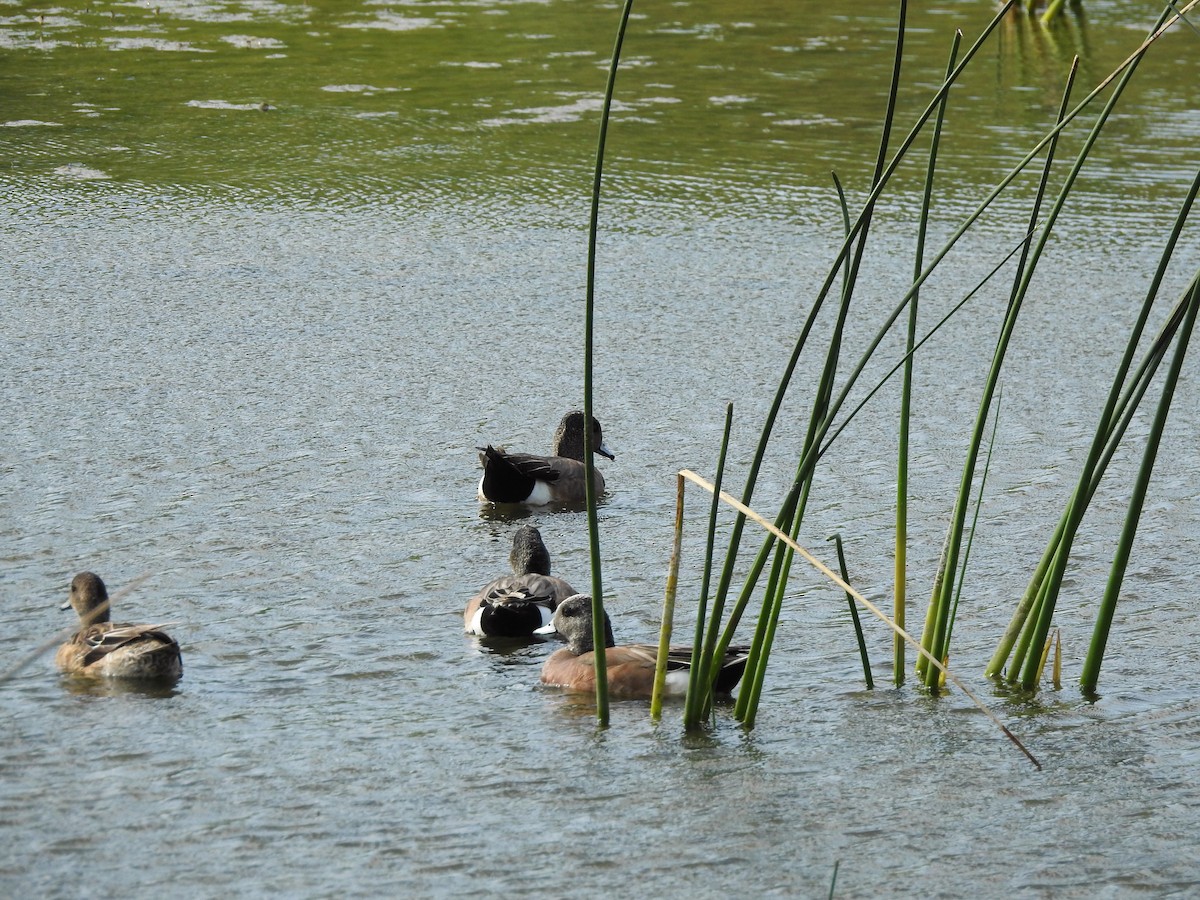 American Wigeon - ellen horak