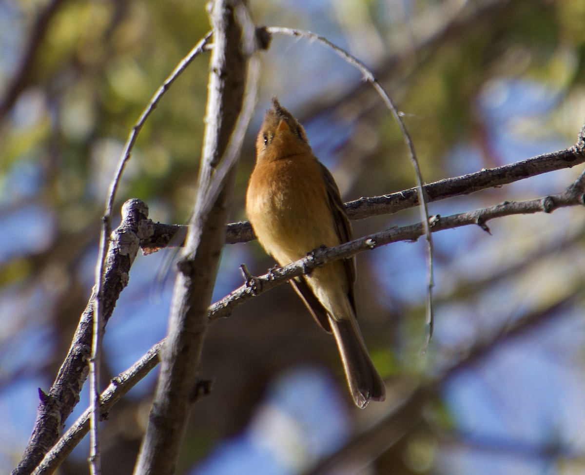 Tufted Flycatcher - ML91556821