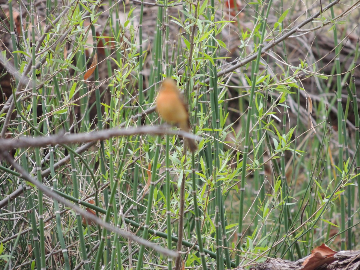 Tufted Flycatcher - ML91556861