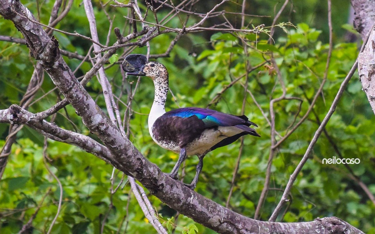 Comb Duck - ML91557361