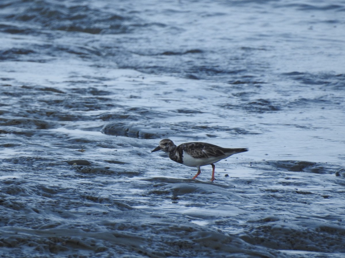 Ruddy Turnstone - ML91558181