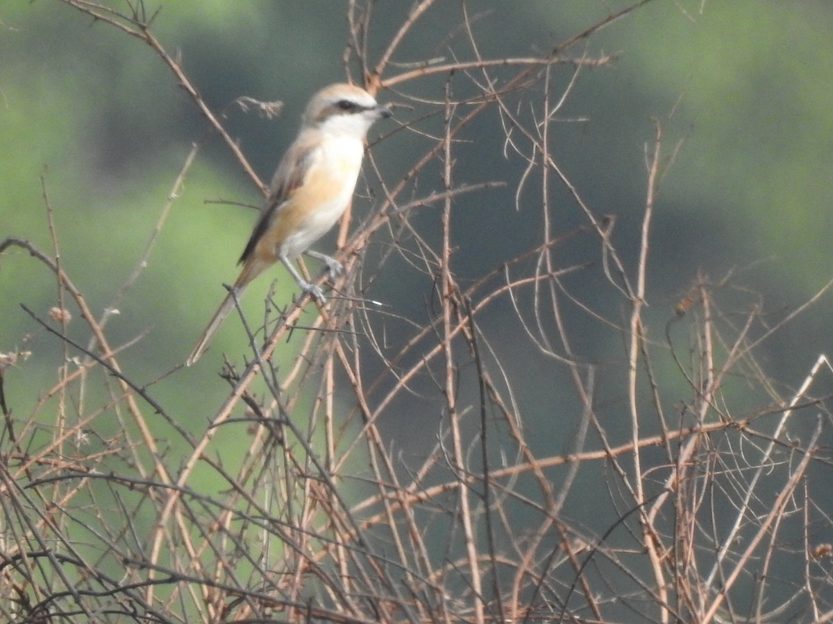 Brown Shrike - ML91558241