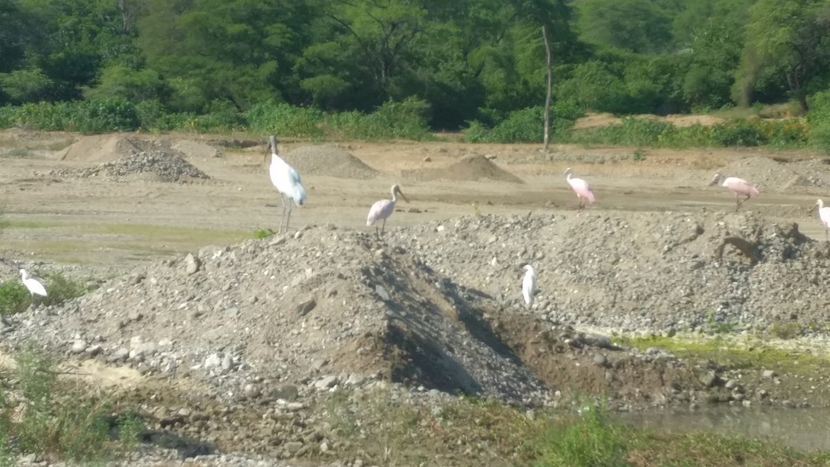 Wood Stork - ML91558501