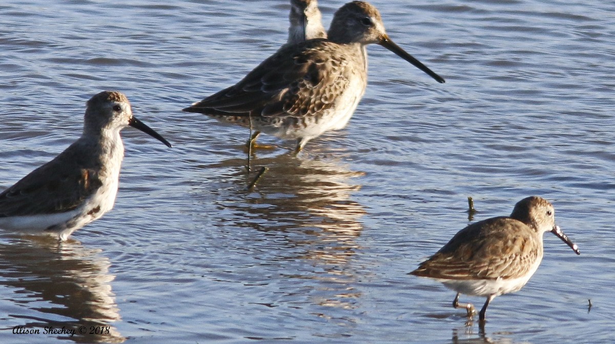 Dunlin - ML91558591