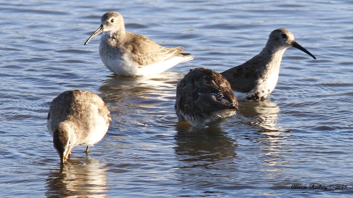 Dunlin - ML91558601