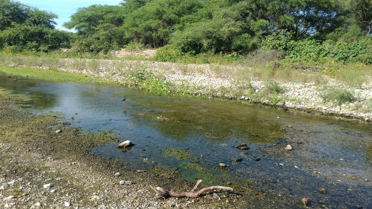 Cigüeñuela Cuellinegra - ML91559231