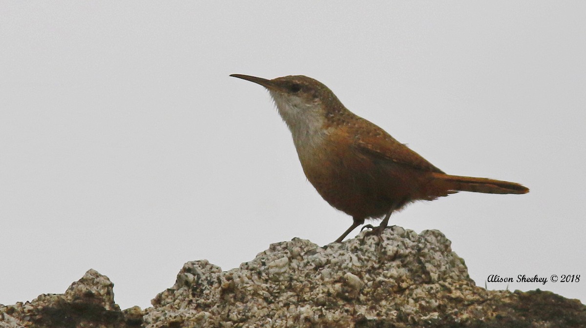 Canyon Wren - Alison Sheehey