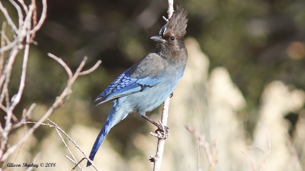 Steller's Jay - ML91560761